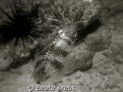 Squid at night , black and white with Canon S70 by Beate Krebs 